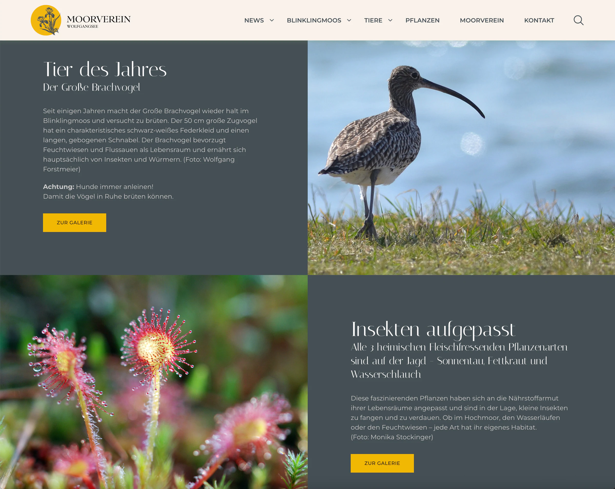 Startseite der Website des Moorvereins Wolfgangsee