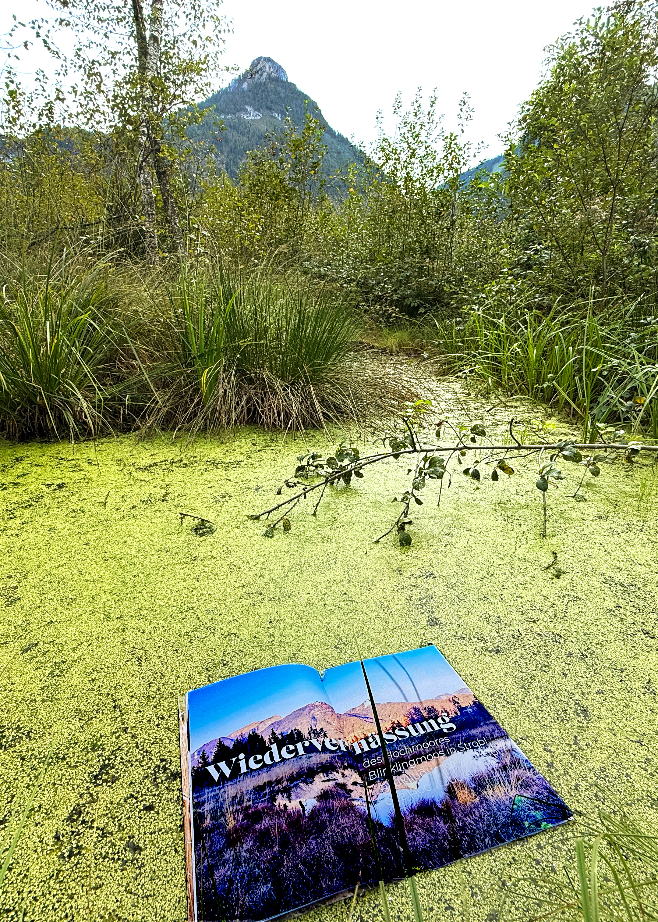 Wiedervernässung im Jubiläumsmagazin des Moorvereins Wolfgangsee