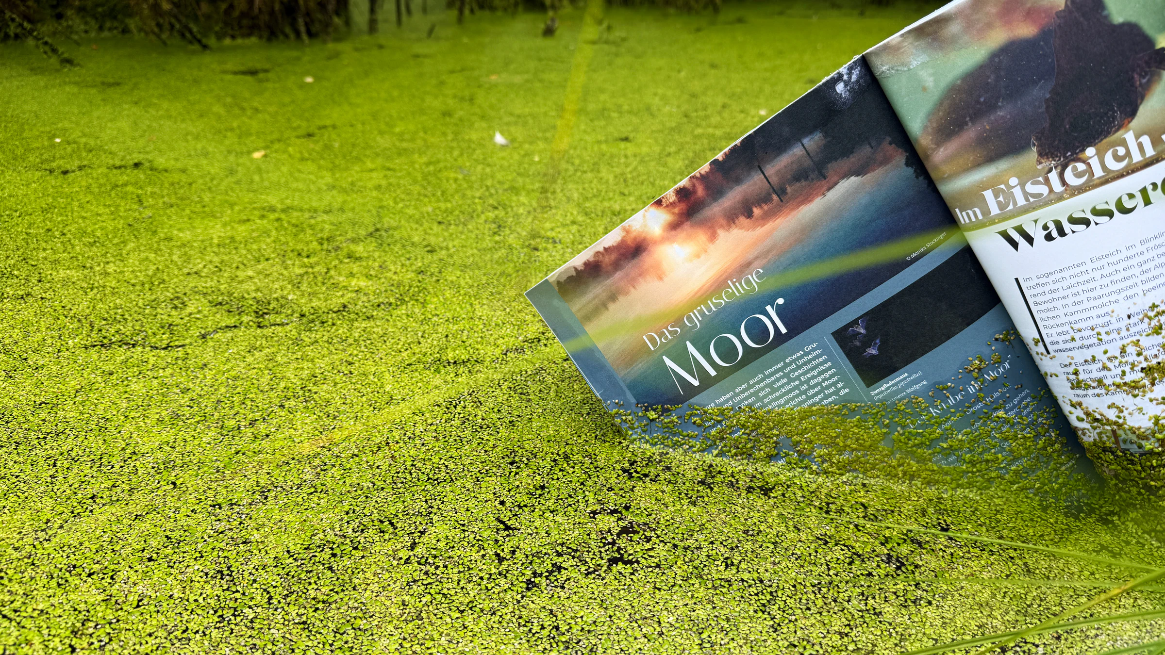 Magazinartikel „Gruseliges Moor“